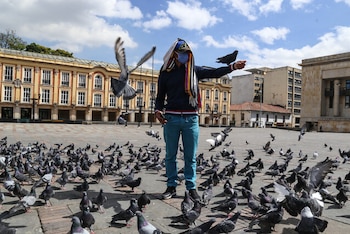 La muerte masiva de palomas en Colombia tiene antecedentes en Montería, Tunja, Cali y Bucaramanga, con sospechas reiteradas de envenenamiento - crédito Colprensa