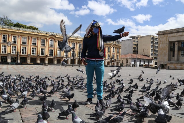 La muerte masiva de palomas en Colombia tiene antecedentes en Montería, Tunja, Cali y Bucaramanga, con sospechas reiteradas de envenenamiento - crédito Colprensa