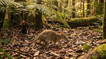 Un pequeño marsupial de pelaje marrón camina sobre hojas secas en un bosque denso con árboles, helechos grandes, troncos con musgo y luz solar filtrada.