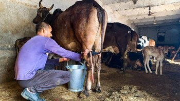Esta enfermedad la causa un