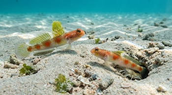 Dos peces moteados con aletas amarillas sobre arena marina, uno de ellos ubicado junto a un pequeño camarón cerca de un orificio.