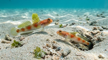 Lleva el nombre del sol naciente, pero su color desaparece al ser preservado: así es la nueva especie de pez hallada en Java