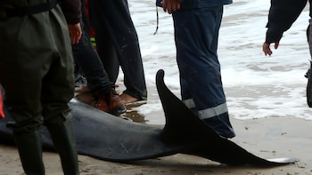 Una orca llegó débil a la costa de Punta del Este, quedó varada y debió ser sacrificada
