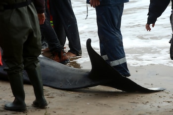 Fotografía que muestra la aleta caudal de una orca varada este lunes, y que es estabilizada en la parada 1 de Playa Mansa, en Punta del Este (Uruguay). EFE/ STR