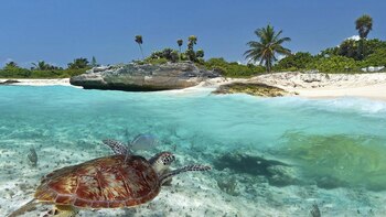 Con cuánto dinero puedes viajar