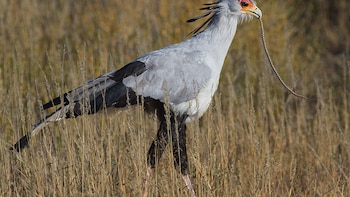 El ave secretaria, la