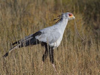 El ave secretaria destaca por