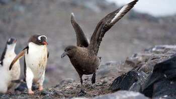 Se detectó en la Antártida