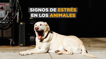 Cuáles son los gestos de