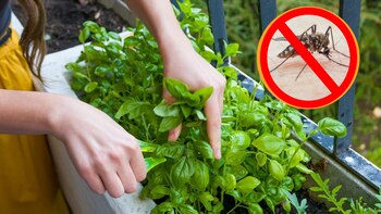 En los meses calurosos, los