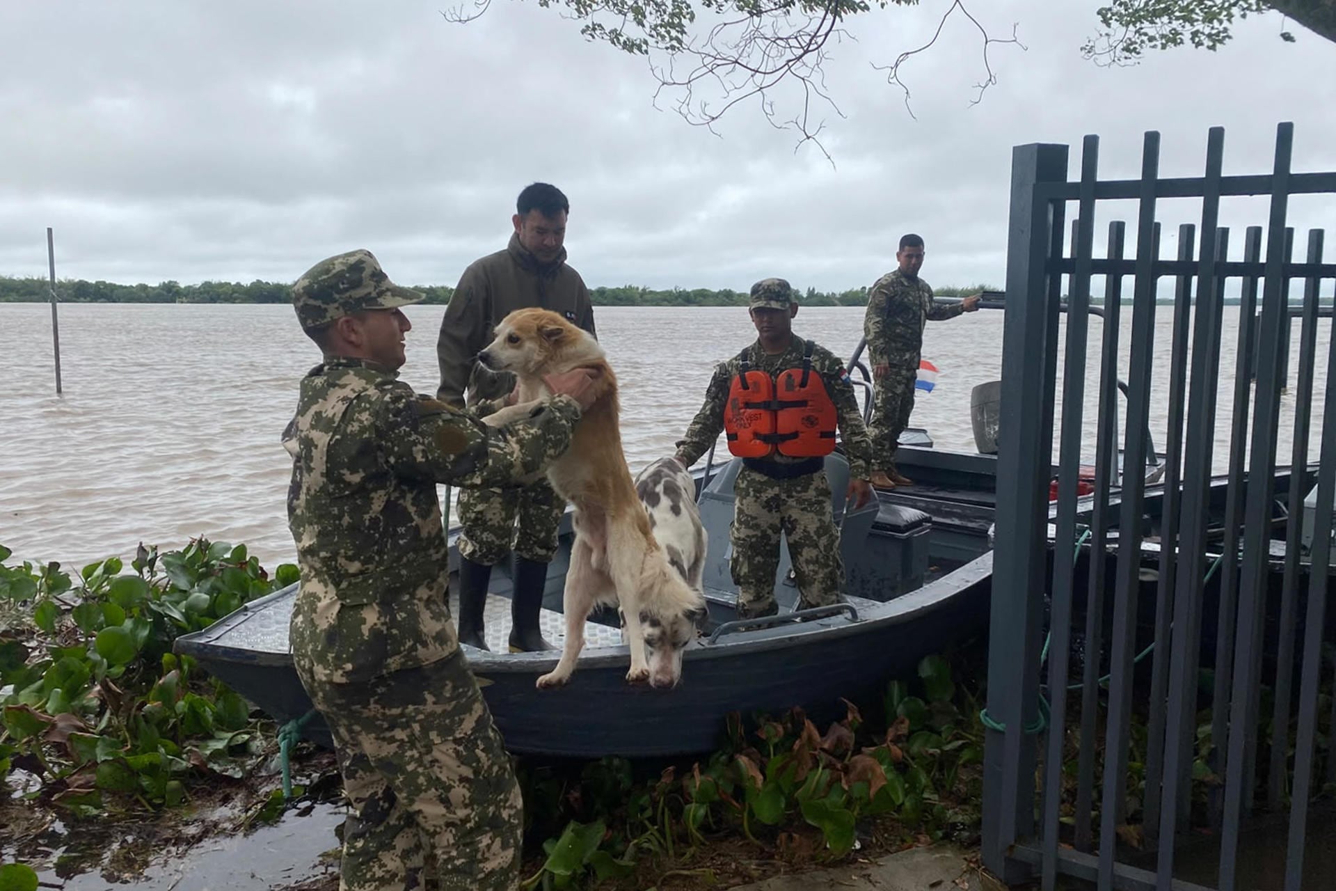 Rescatistas toman a una moscota en medio de las inundaciones en Paraguay (EFE)