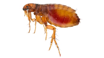 Imagen ampliada de una pulga