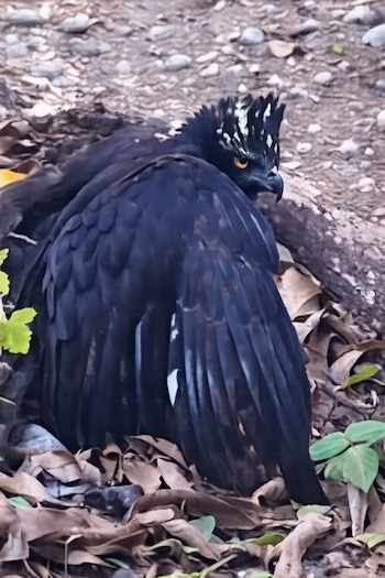 El águila tirana es una de las especies más relevantes en términos de conservación debido a su función biológica como depredador tope