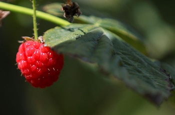 (REUTERS/Christinne Muschi)