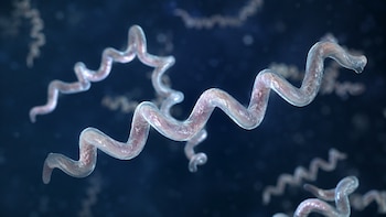 Micrografía que muestra múltiples bacterias Treponema pallidum con forma espiral y translúcida sobre un fondo oscuro con puntos de luz borrosos
