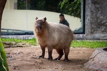 Crédito: Parque de Las Leyendas