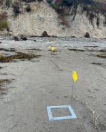 Los científicos colocaron estacas marcadoras en la arena de Isla Vista Beach para medir la longitud de los túneles excavados en una sola noche (Gentileza, estudio Megamontones: Los talítridos excavadores ( Megalorchestia spp.) excavan grandes cantidades de arena en las playas de California, publicado en Journal of Geophysical Research: Earth Surface)