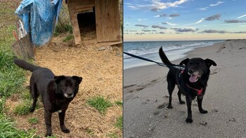 Historias, rescate animal, Perros