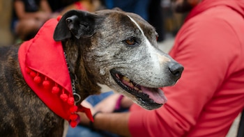 Un estudio revela la relación