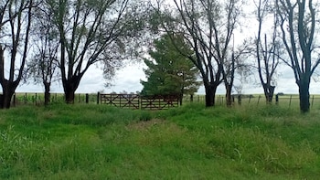 Quiso salvarse a costa de su tía y lo condenaron a tres años de prisión: la defraudó en $1.000 millones con la venta de vacas