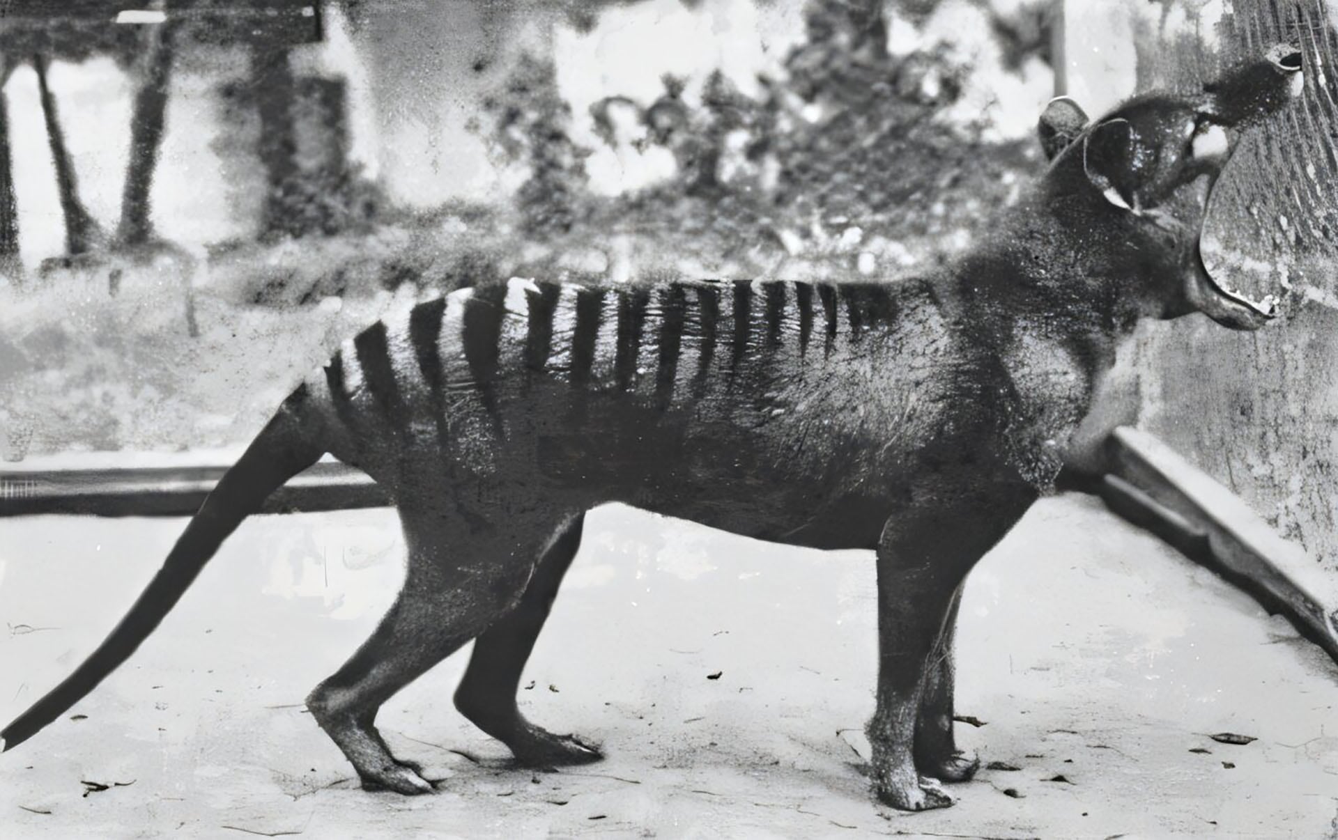 El análisis del cráneo de Thylacinus cynocephalus indicó que sus mandíbulas no estaban preparadas para sujetar animales grandes como ovejas (Dr. David Fleay, dominio público)