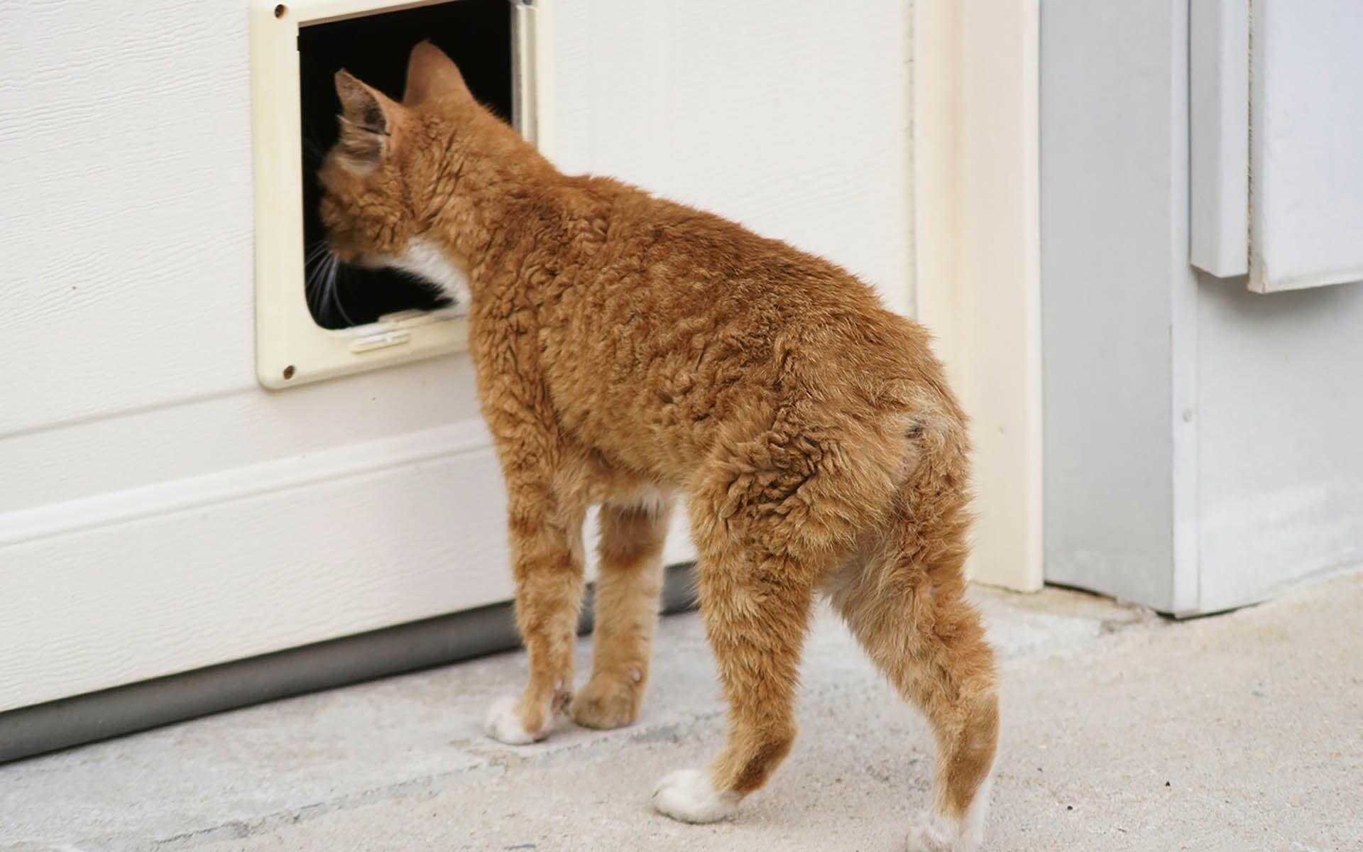 En Nagasaki, el 80% de los gatos carecen de cola por una mutación genética que se propaga en el aislamiento (Créditos: Freepik)