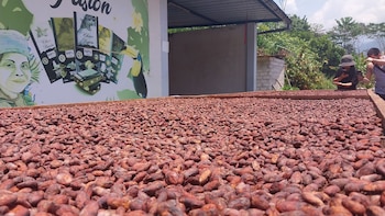 Tingo María – Chocopasión – cacao – chocolate - Perú -8 octubre