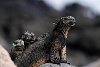 Iguanas marinas en la isla Santa Cruz (REUTERS/Santiago Arcos)