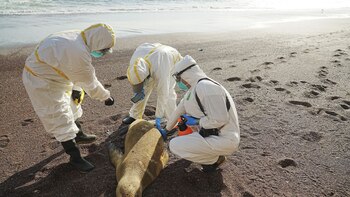 Se reportó 3.487 lobos fallecidos
Foto: