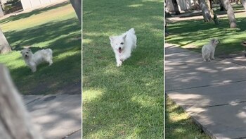 Polémica por video viral en