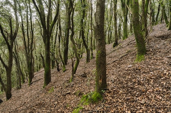 Bosque mediterráneo en el Montseny,