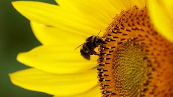 Descubren la inesperada habilidad de un insecto para usar objetos como herramientas y resolver problemas