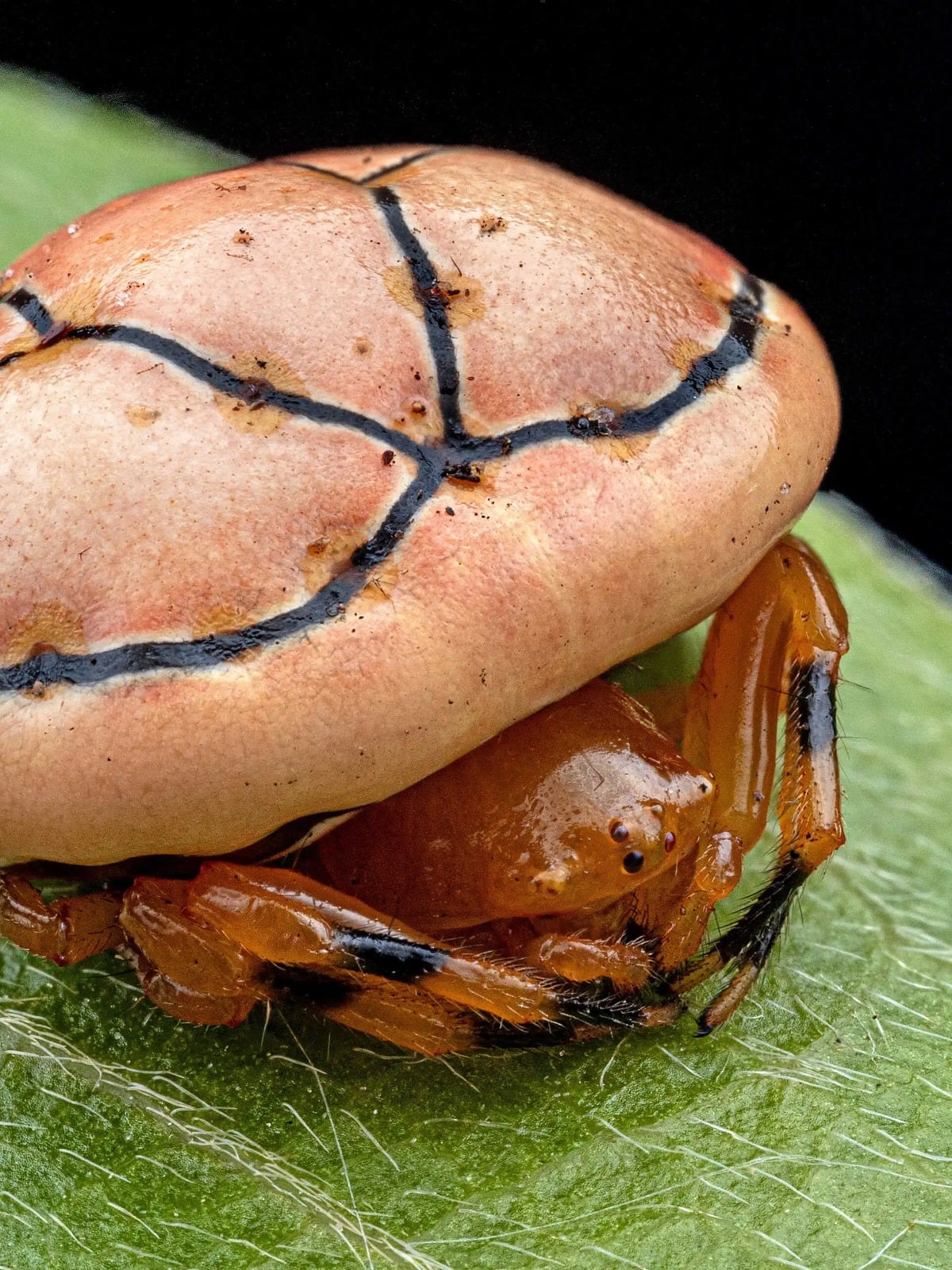 Araña cangrejo de caparazón naranja con patrones similares a los de una mariquita, una de las especies nuevas que imita a insectos tóxicos para evitar depredadores (The Wilderness Project)
