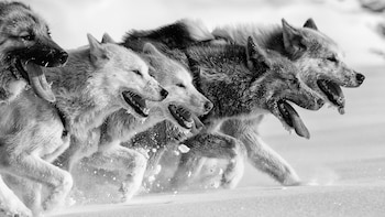 La población de perros de