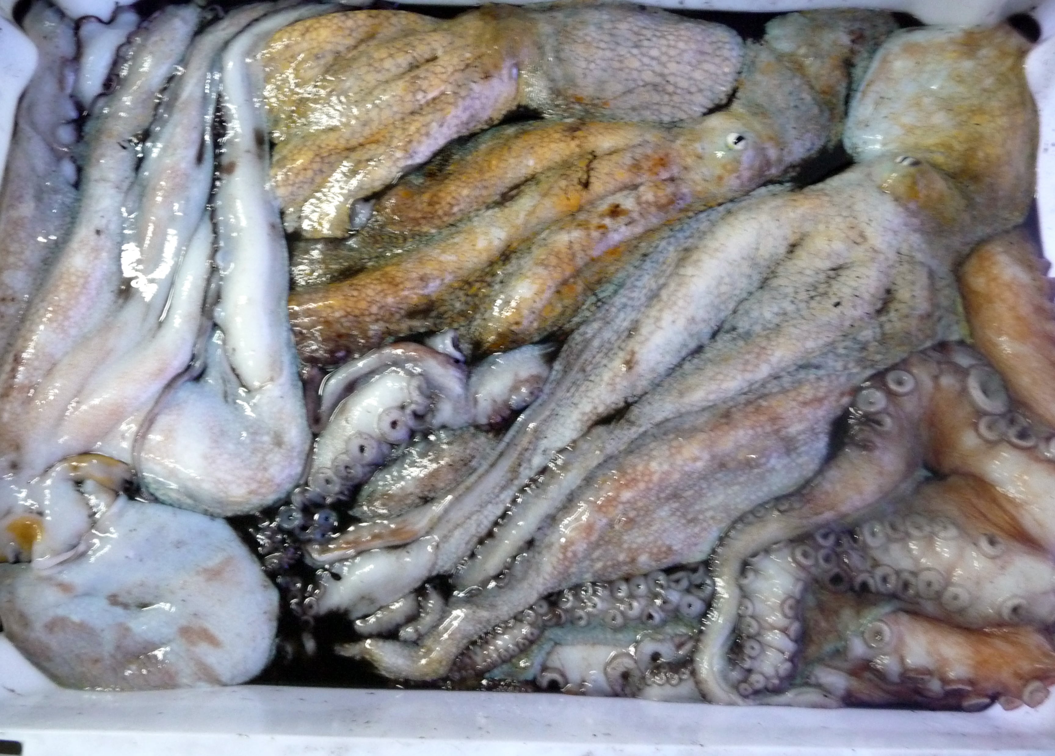 El repunte de la especie llevó al mercado de Brixham, en Devon, a registrar un récord de 100 toneladas en un día - EFE/Paco Torrente