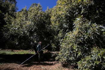Se asegura que el volcán