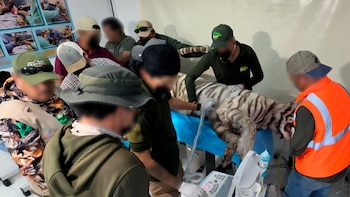 Tigre Kenzo falleció a causa del disparo durante su captura, de acuerdo a necropsia de la UNAM