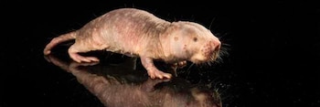 Los 9 animales más sorprendentes del mundo