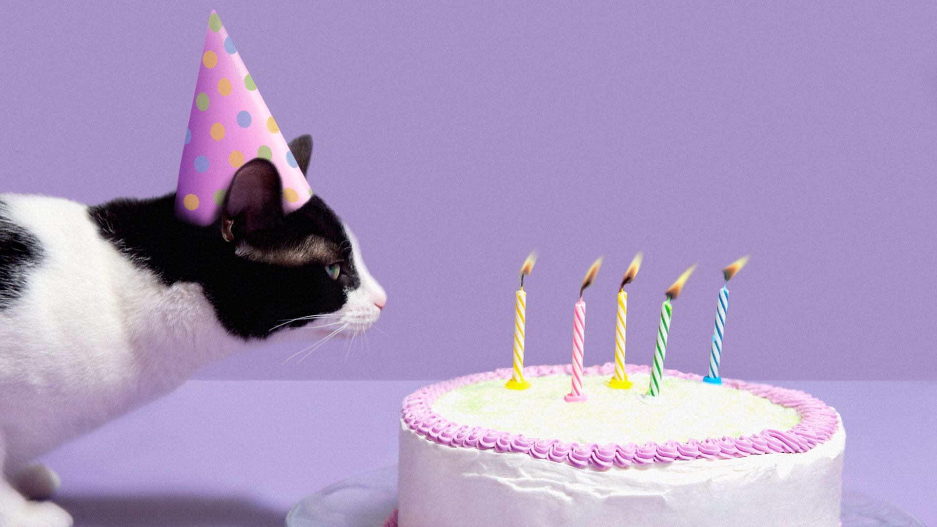 Día Internacional del Gato: ¿por qué se celebra tres veces al año?