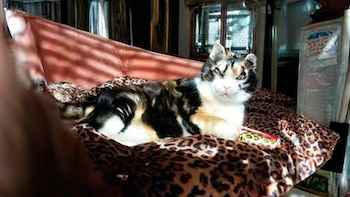 En 1996, Scarlett atravesó un