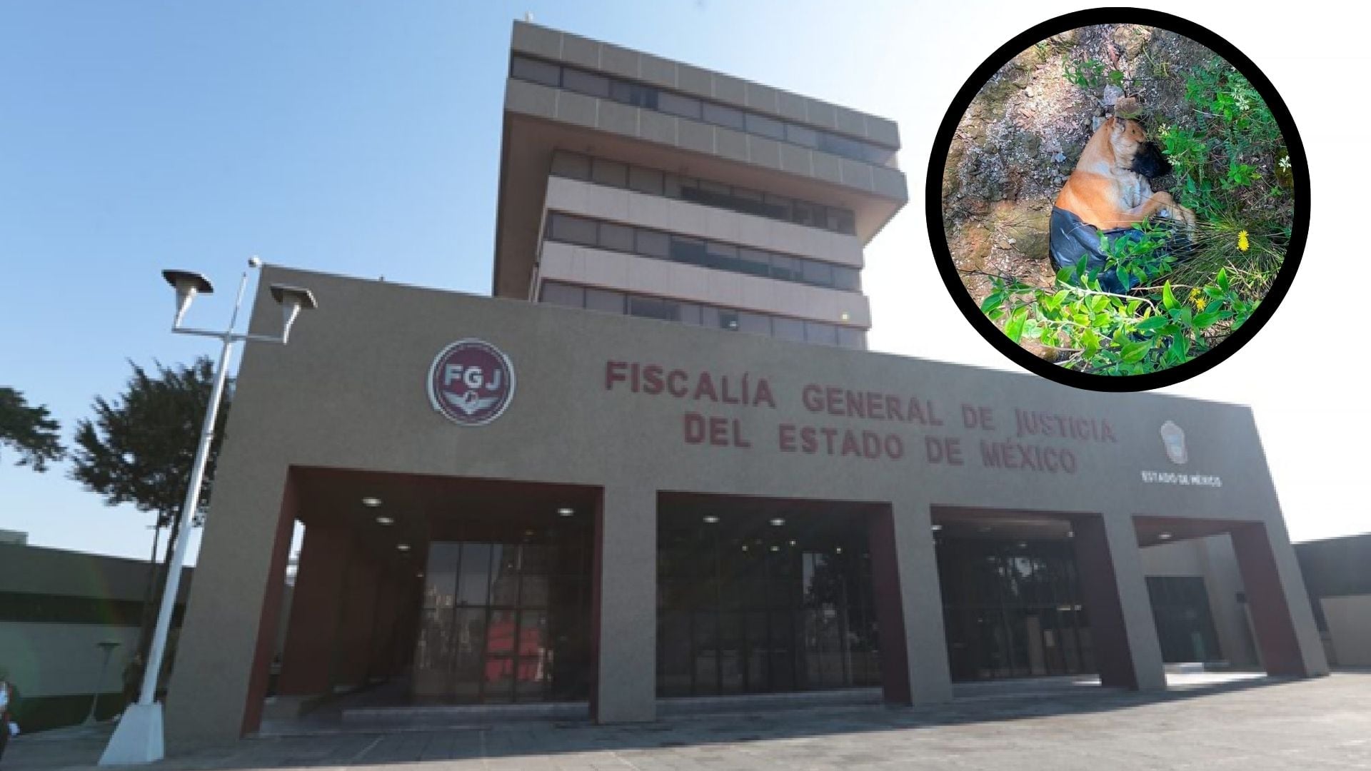 Maltrato animal perros Naucalpan Edomex peleas clandestinas (especial)