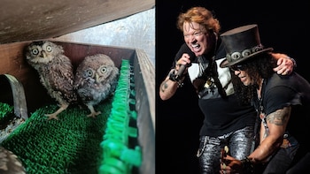 Hallaron búhos bebés bajo el