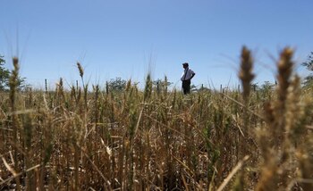 Un agricultor observa el horizonte