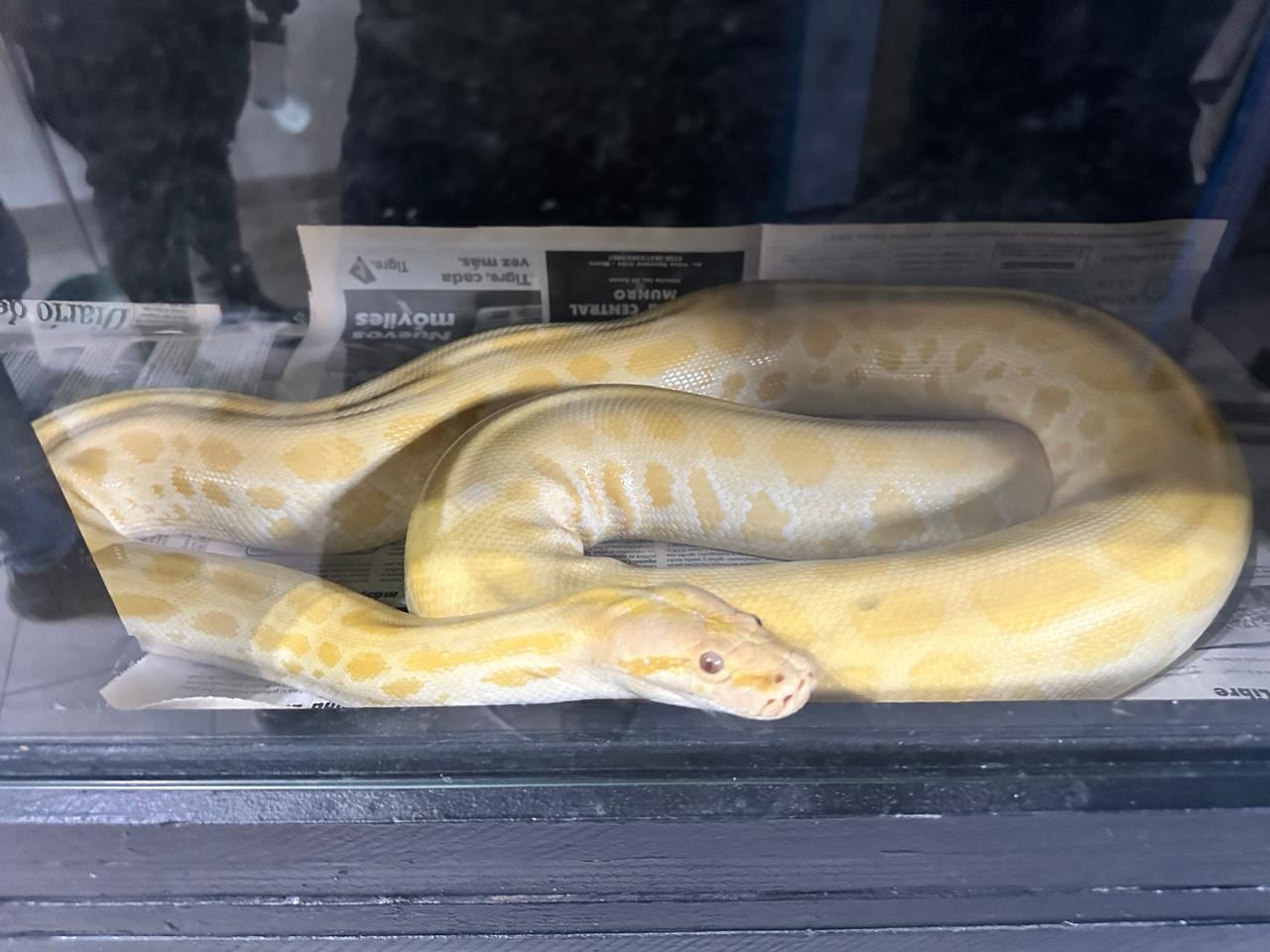 Otra de las serpientes halladas en los allanamientos