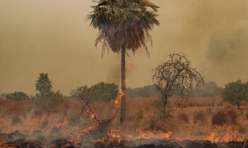 El incendio reciente del Parque