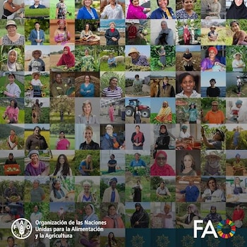 El reconocimiento internacional de la FAO se enmarca en las actividades previas al Año Internacional de la Agricultora 2026.(Cortesía: Organización de las Naciones Unidas para la Alimentación y la Agricultura)