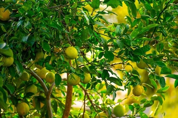 Mayo, junio y julio son meses clave para la floración de diversos cultivos de la costa norte.