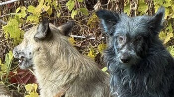 Perros azules Chernóbil. (Imagen: Clean