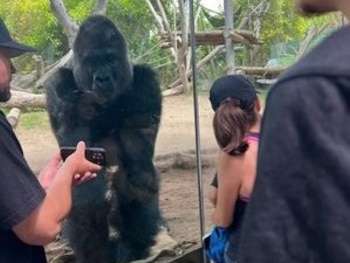 En zoológicos de EE.UU. y