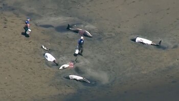 El IFAW coordinó una respuesta